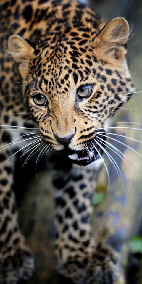 Close up angry leopard portrait