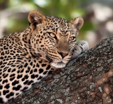 Close-up of a leopard lying in branch of tree