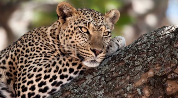 Close-up of a leopard lying in branch of tree