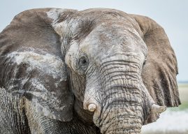 Close up of an Elephant bull in the Etosha National Park, Namibia.