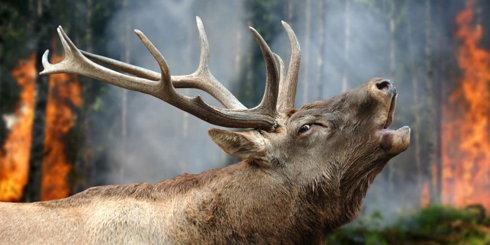 deer-stands-in-burning-forest-KR5TFAX