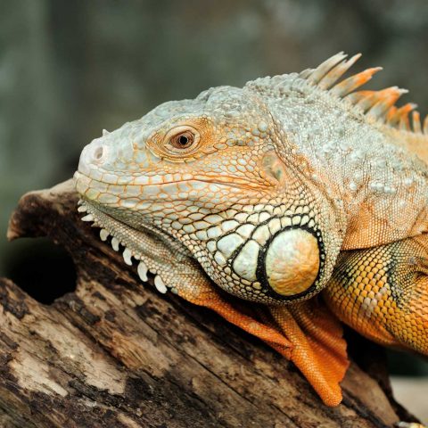 Portrait of macro shot on iguana head