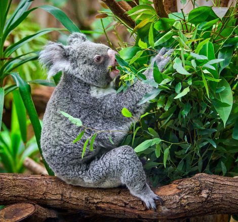 koala bear in the zoo