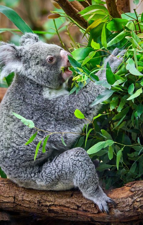 koala bear in the zoo