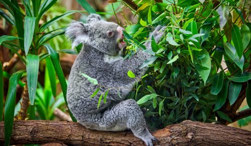 koala bear in the zoo