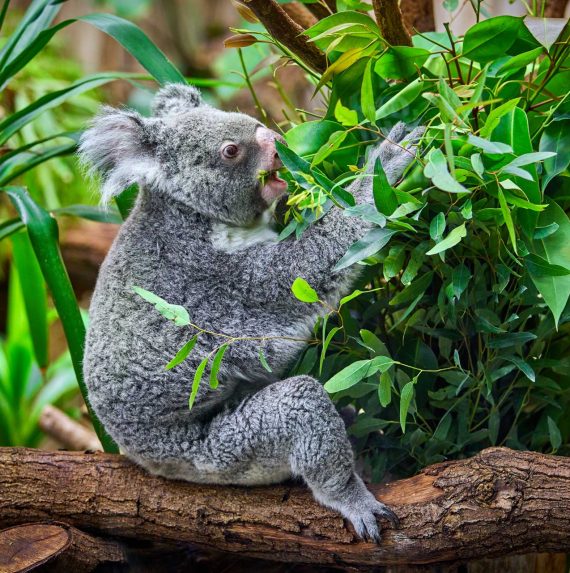 koala bear in the zoo