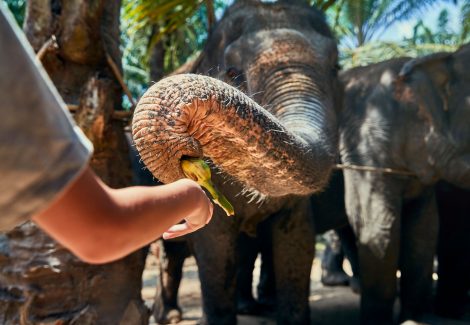 Little boy feeding a banana to a group of Asian elephants at an animal sanctuary in Thailand