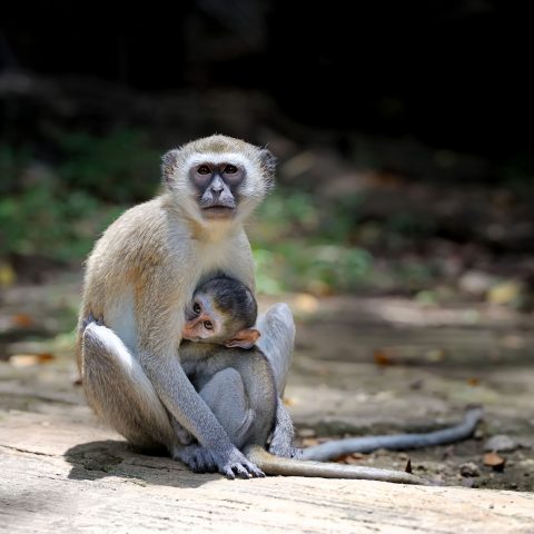 Two young vervet monkey on a stone