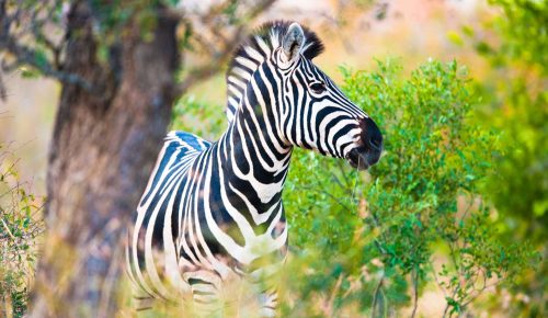 plains-zebra-equus-quagga-profile-view-VGDN6VN