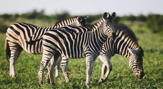 Three Common Zebras (Equus quagga) foraging in bushveld savanna of Kruger national park South Africa