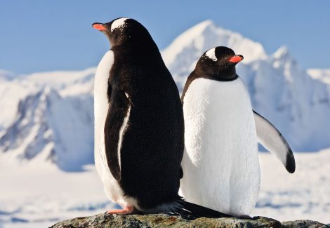 Two penguins dreaming sitting on a rock, mountains in the background