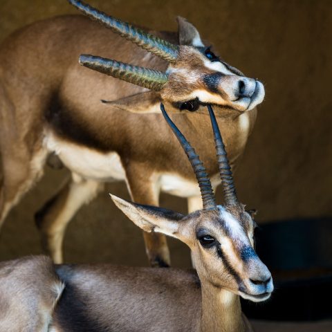 two-wild-gazelles-PWTD2HU