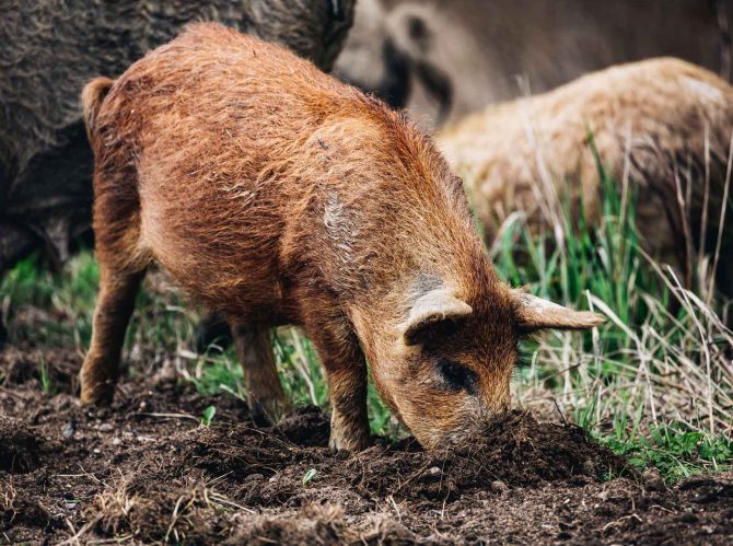 wild-boars-sus-scrofa-animal-family-with-baby-2J53RPM